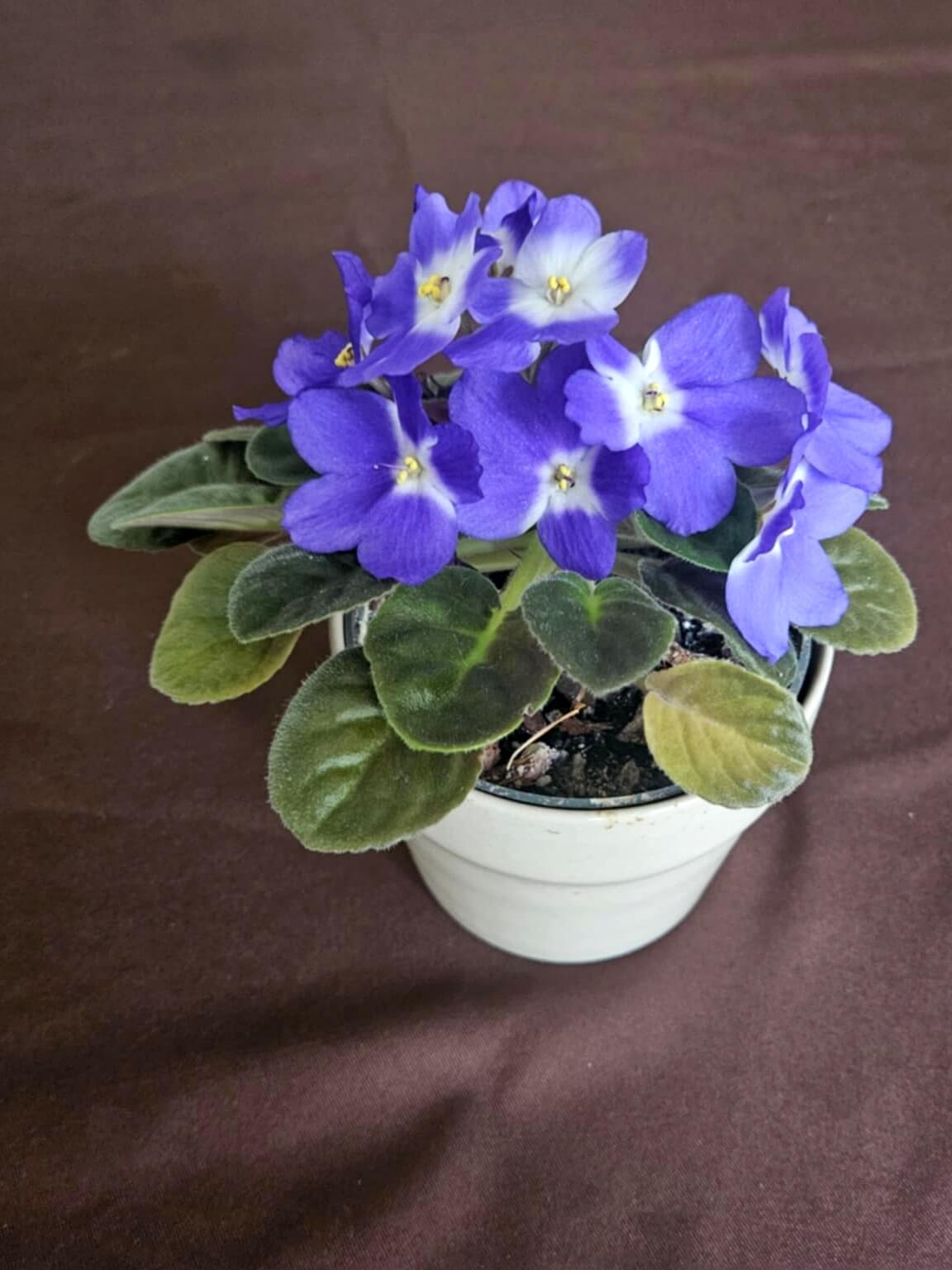 Revitalizace rostliny - po