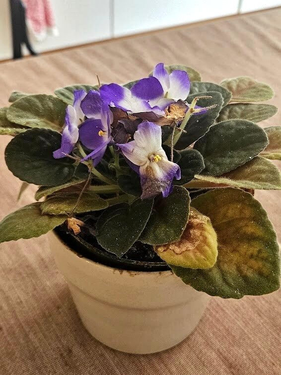 Revitalizace rostliny - před