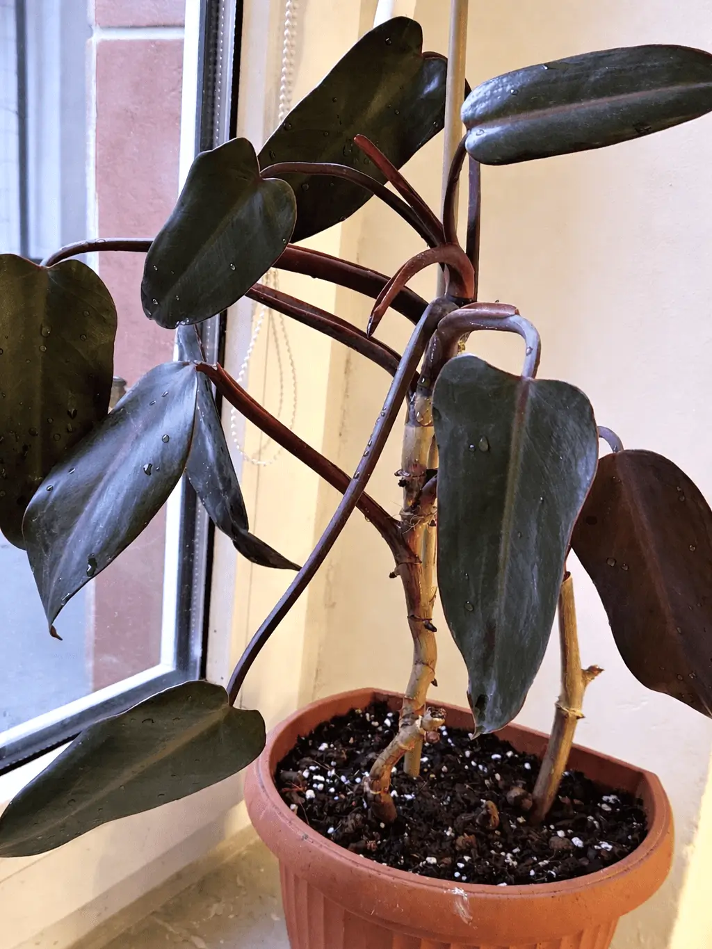 Narovnání rostliny, zastřižení,dodání opory - po