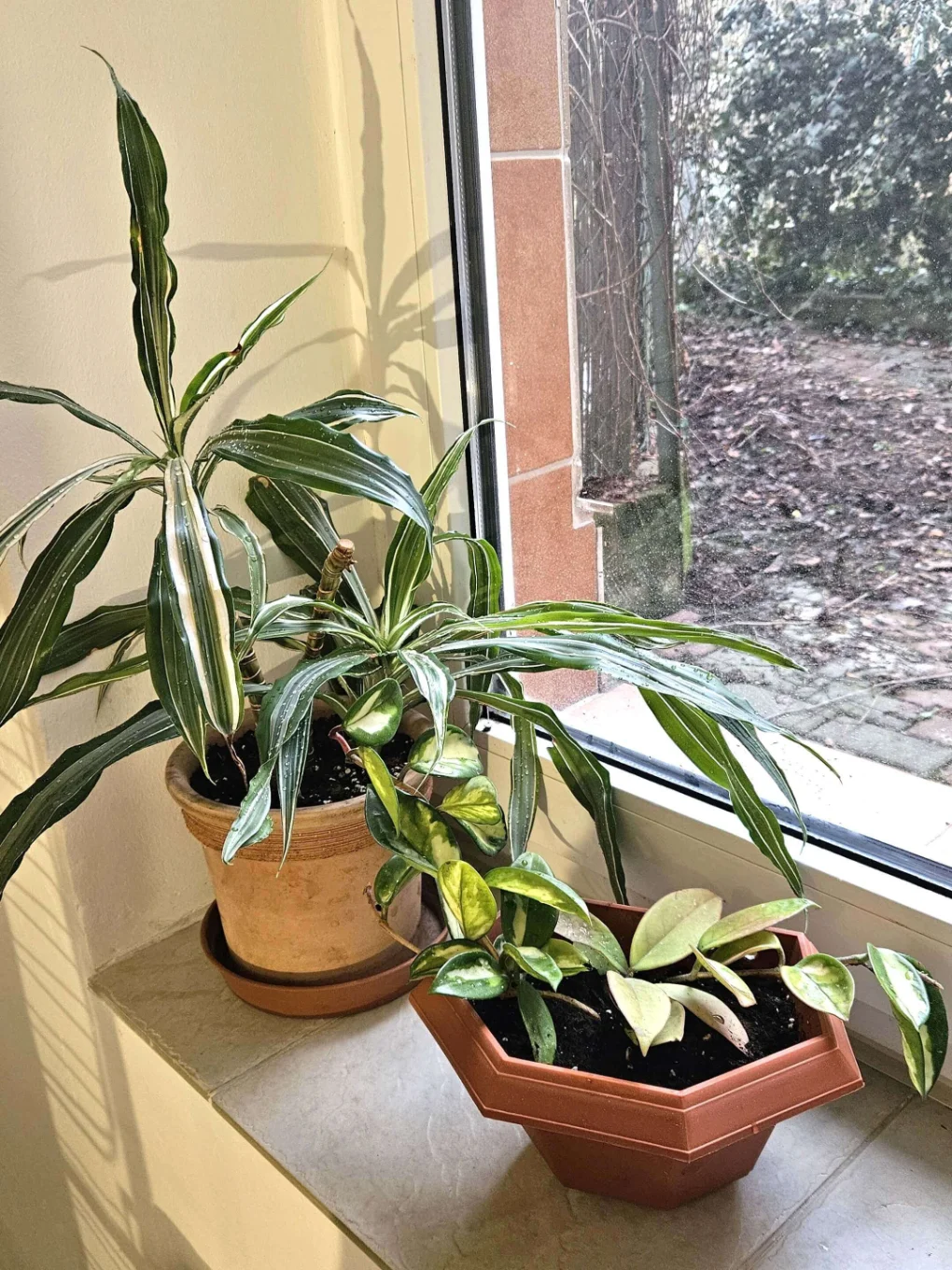 Zastřižení, odstranění odumřelých částí - po