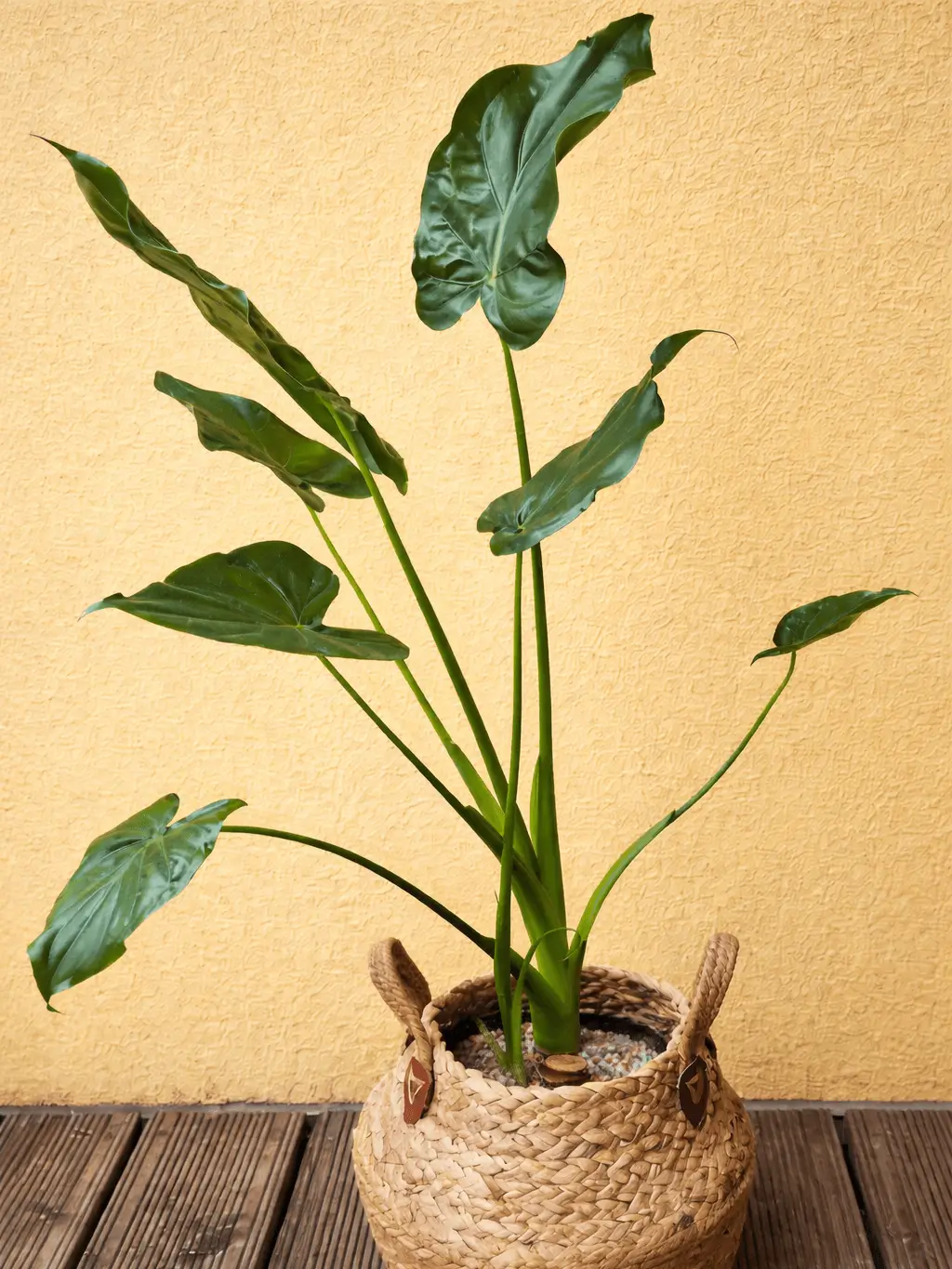 Restart vytáhlé rostliny - po