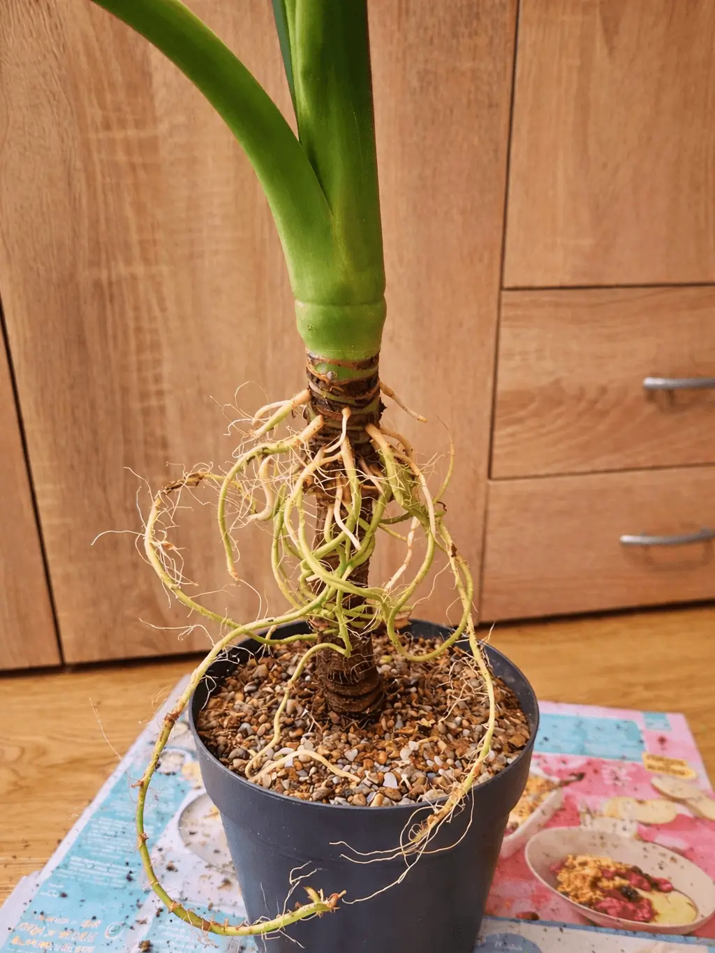 Restart vytáhlé rostliny - před