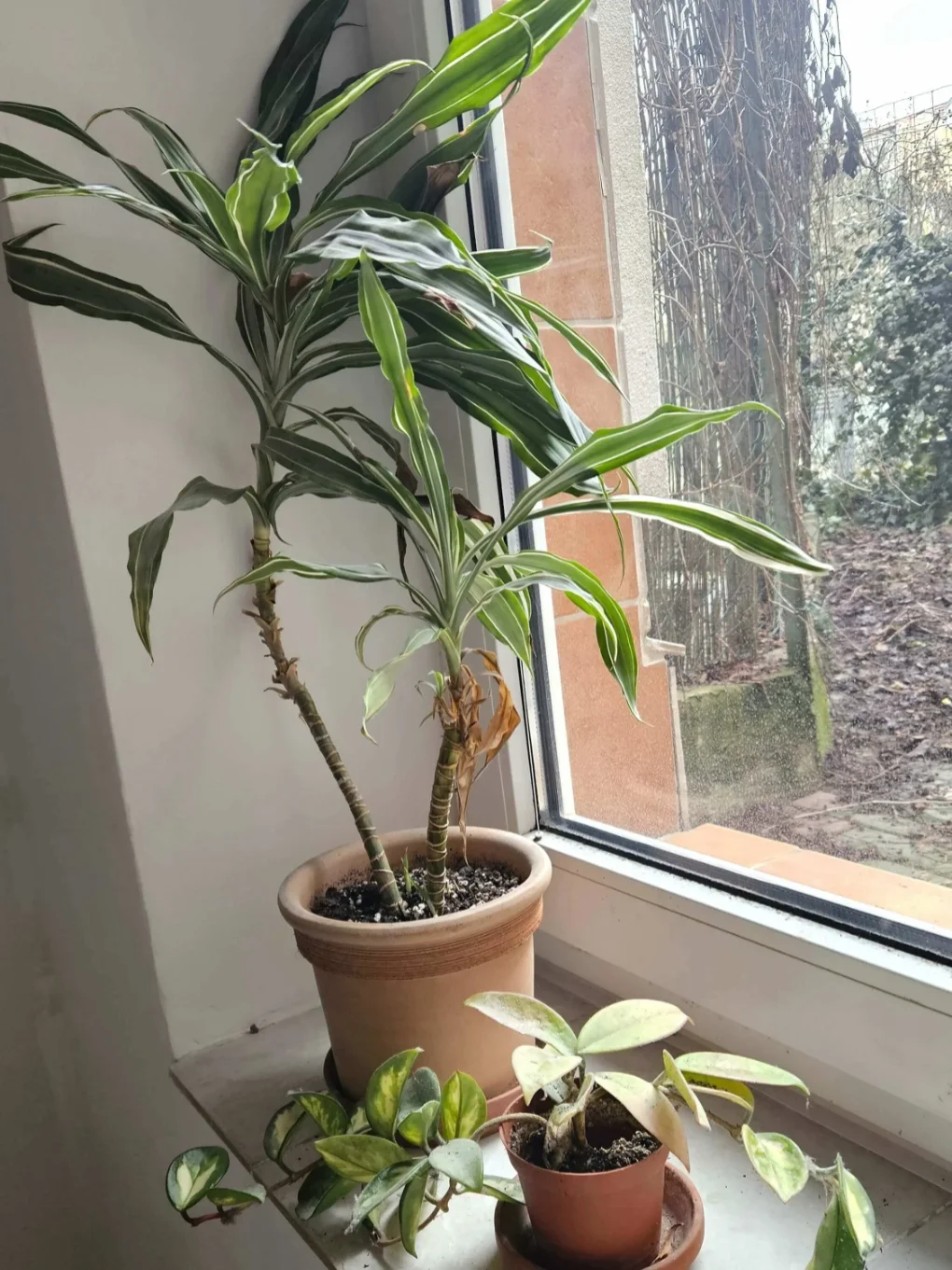 Zastřižení, odstranění odumřelých částí - před