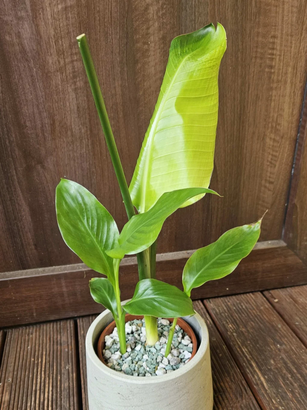 Odstranění starých částí, zahuštění, přesun do anorganiky - po