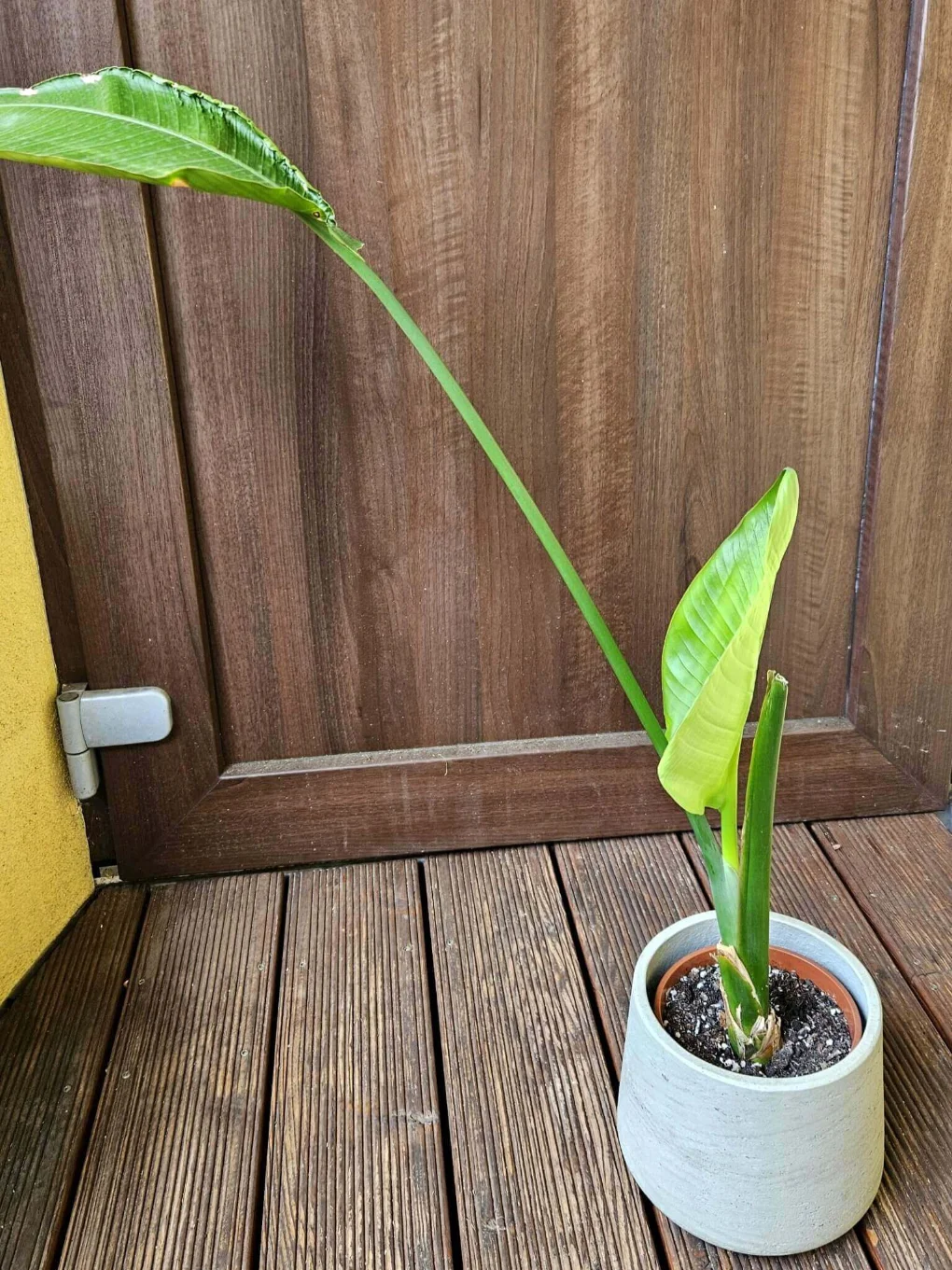 Odstranění starých částí, zahuštění, přesun do anorganiky - před