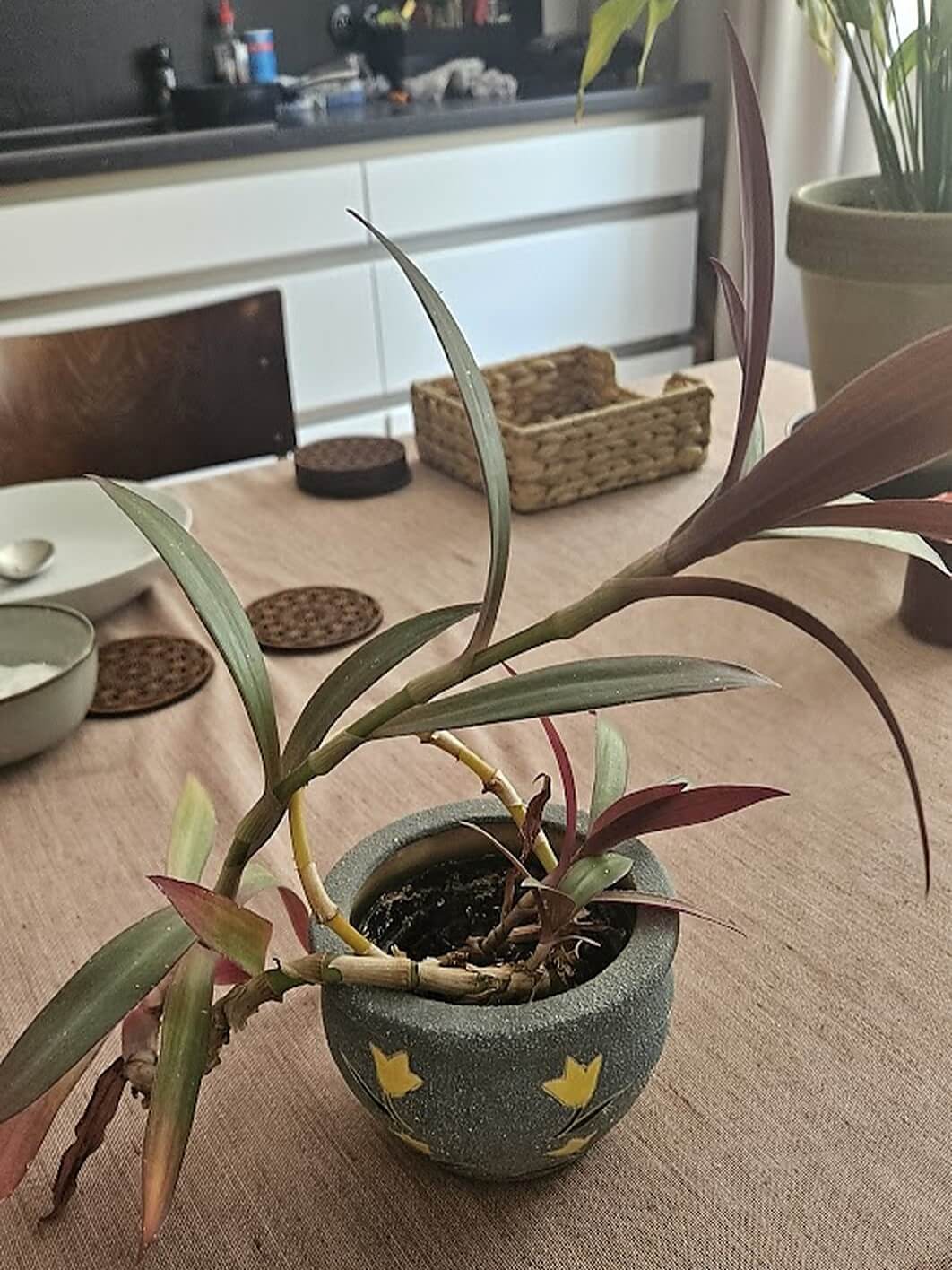 Zahuštění a celková revitalizace rostliny - před