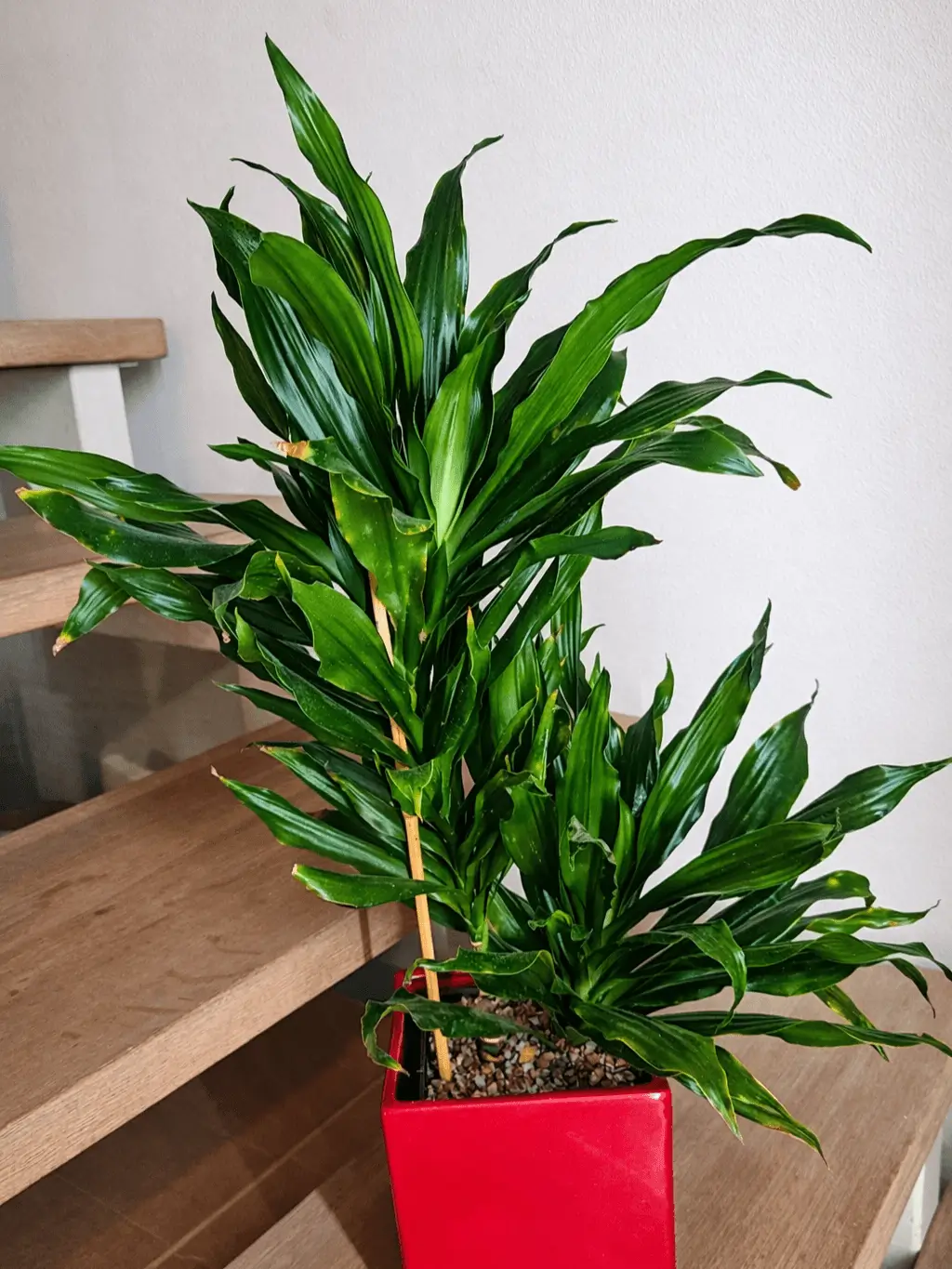 Zastřižení a zahuštění - po