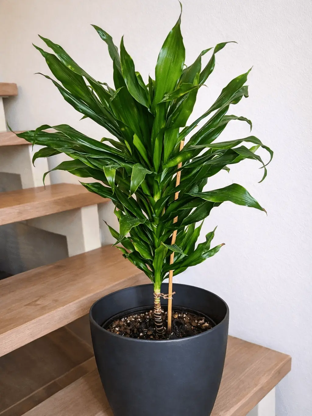 Zastřižení a zahuštění - před